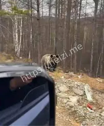 大兴安岭棕熊偶遇